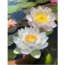 15 Adet Lotus Çiçeği Tohumu Nilüfer Çiçeği Karışık Renkli Orjinal Lotus Su ve Toprakta Yetişir