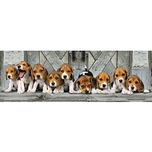 - 1000 Parça Hq Panorama Yetişkin Puzzle - Beagles