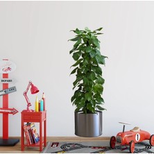 Nacario Mey Ithalat® Saksılı Bitki Tasarımlı Yapışkanlı Sticker Resim 90*30 cm MC-665