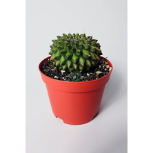 Dikensiz Kaktüs – Gymnocalycium Mihanovichii Inermis – Koleksiyonluk