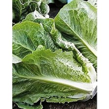 Agrodal Tarım Ata Tohumu Marul Yedıkule 1000 Adet Tohum