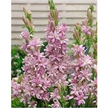 Dora Shopping Mis Kokulu Katlı Sümbül Teber (Polianthes Tuberosa) Soğanı (Beyaz)