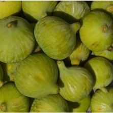 Dora Shopping Tüplü Ege Yeşil Güz Incir Fidanı