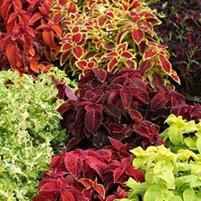 Dora Shopping Karışık Renkli Kolyos (Coleus) Yaprak Güzeli Çiçeği Tohumu (100 Tohum)