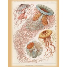 Dora Shopping Jellyfish Composition Notebook