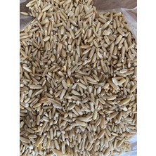 vivid Muhabbet Kuşları Için Soyulmuş Yulaf 0,5 kg