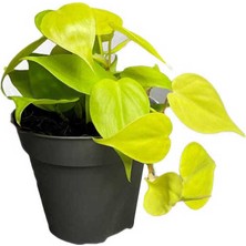 Modasteps Philodendron Scandens Lemon (12 cm Saksıda)