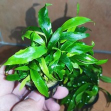 Astraltech Anubias Glabra Minima Saksı Canlı Bitki