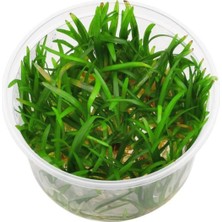 Astraltech Sagittaria Subulata In Vitro Canlı Bitki