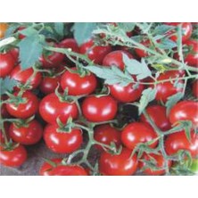 Astraltech Domates Cherry Tohumu - Aksel 100 Adet