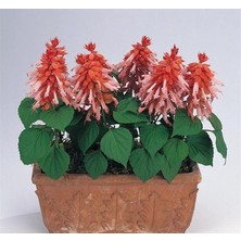 Astraltech Somon Ateş Çiçeği - Salvia F1 Tohumu (30 Tohum)