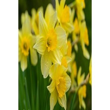 Astraltech Daffodil Journal