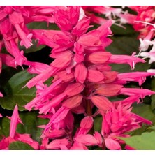 Astraltech Pembe Ateş Çiçeği - Salvia F1 Tohumu (30 Tohum)