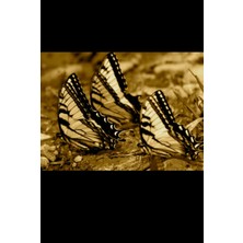 Astraltech Butterfly Trio Journal - V2