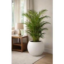 Astraltech Modern Iç ve Dış Mekan 40X30 cm Beyaz Plastik Dekoratif Yuvarlak Saksı