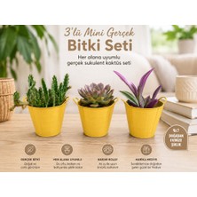 Hep İndirimli 3’lü Mini Gerçek Kaktüs Sukulent Bitki Seti – Dekoratif Saksılı Modern Masa Üstü (Gerçek Çiçek)