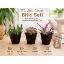 Hep İndirimli 3’lü Mini Gerçek Kaktüs Sukulent Bitki Seti – Dekoratif Saksılı Modern Masa Üstü