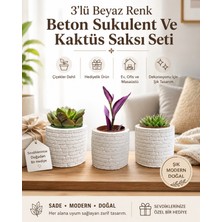 Hep İndirimli Hediyelik 3'lü Beyaz Renk Beton Sukulent ve Kaktüs Saksı Seti (Çiçekler Dahil)