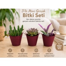 Hep İndirimli 3’lü Mini Gerçek Kaktüs Sukulent Bitki Seti – Dekoratif Saksılı Modern Masa Üstü