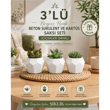 Hep İndirimli Hediyelik 3'lü Beyaz Renk Beton Sukulent ve Kaktüs Saksı Seti (Çiçekler Dahil)