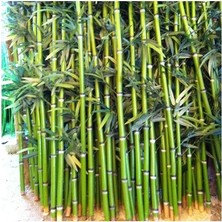 CSY 6 Adet Bambu Fidanı 25 cm Topraklı Gönerim,,