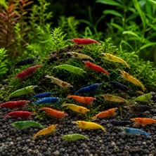 Akvona Neocaridina  Karma Karides Paketi 10 Ad