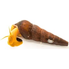 Akvona Yellow Poso Rabbit Snail (Tavşan Salyangoz) 3 Adet