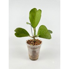 Hoya Kerrii Splash