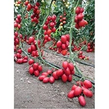 Hakay Cherry Domates Tohumu, Ortalama 25+ Tohum Içerir