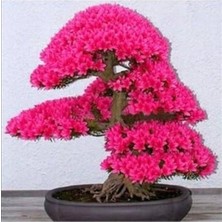 Hakay 10 Adet Japon Sakura Bonsai Ağacı Tohumu