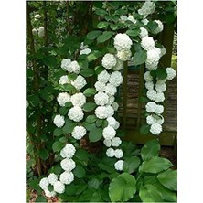 Hakay 10-15 Adet Sarmaşık Çiçek Tohumu - Beyaz Snowball-Kartopu