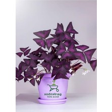 Hakay Mor Uyku Çiçeği 1 Adet Dış/iç Mekan Çiçeği 20-30CM