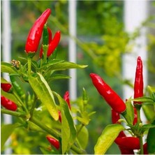 Hakay Acı Mini Chili Biber Tohumu, 70 Adet ile Bahçe Keyfi