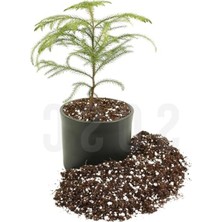 Hakay Özel Karışım Saksı Harcı, 3 Lt - Sphangum Torfu, Cocopeat ve Perlit