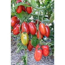 Hakay 10+ Adet San Marzano Domates Tohumu, Bahçe Tarımı Için Uygun