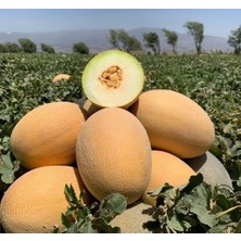 Hakay Kavun Ananas Tohumu - 5 Gram