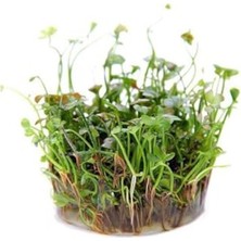 Hakay Canlı Marsilea Hirsuta Bitkisi, In Vitro Üretim