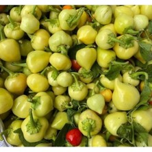 Hakay Yuvarlak Süs Biber Tohumu - 3 Gram