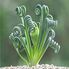 Hakay Sukulent Tohumu, Albuca Spiralis Çeşidi, Farklı Bitki Yetiştirme Deneyimi