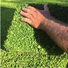 Hakay Dona Dayanıklı Fare Kulağı Tohumu, Dichondra Repens, 100 Adet
