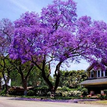 Hakay Hızla Büyüyen Paulownia Ağacı Tohumu, 50 Adet ile Verimli Tarım