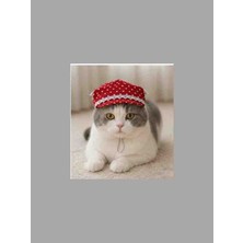 Kedi ve Küçük Irk Köpekler Için Şapka