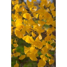 Bahçevilya Mabet Ağacı [ginkgo Biloba] Fidanı 30-50 cm Boy - 2 Yaş