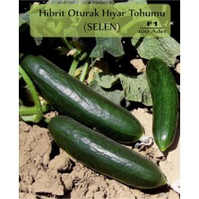 Delixa Zencefil Organik Hibrit Oturak Salatalık Tohumu 100 Adet Selen Hibrit Hıyar Tohumu F1