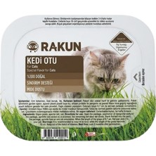 Rakun Kediler Için Kedi Çimi