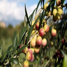 Delixa Tüplü Bodur Yağlık Arbequina Zeytin Fidanı (2 Yaş)
