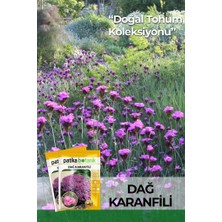 Delixa 50 Adet Dağ Karanfili Çiçek Tohumu