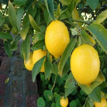 Delixa Tüplü Aşılı Evde Yetişebilen Mayer Limon Fidanı