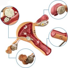 Miyang Uterus Pelvik Taban Maketi Model 41