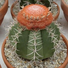 Delixa Melocactus Matanzanus Geniş Şapkalı Kafalı Kaktüs Tohumu (5 Tohum)